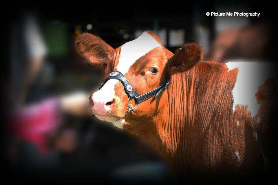 Donna Richter's Aaron's Red Baron at the Saratoga County Fair. Photo courtesy of Picture Me Photography